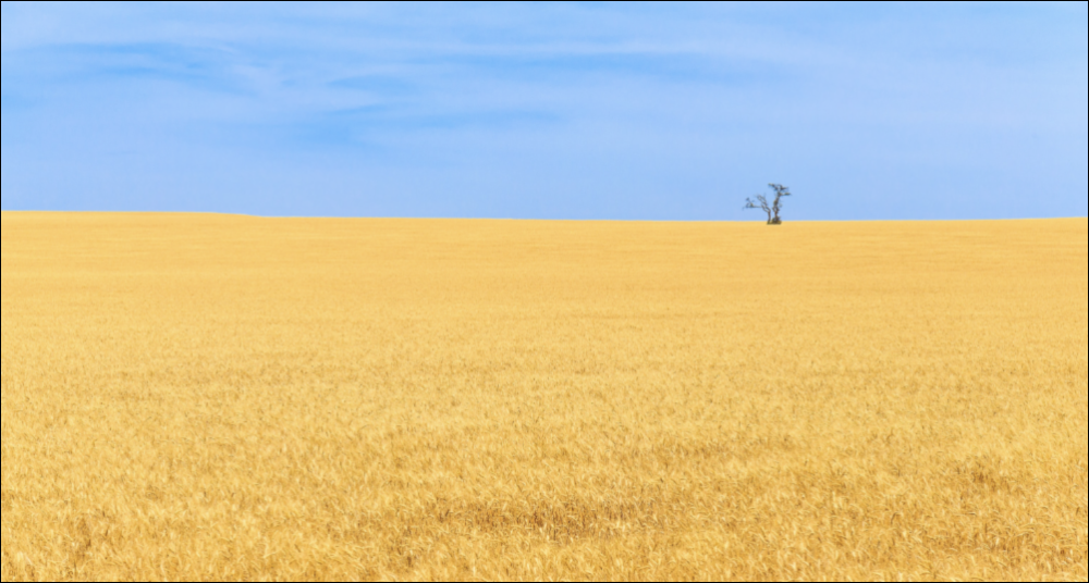 Photo of wheat fields with a blue sky and a single tree in the distance