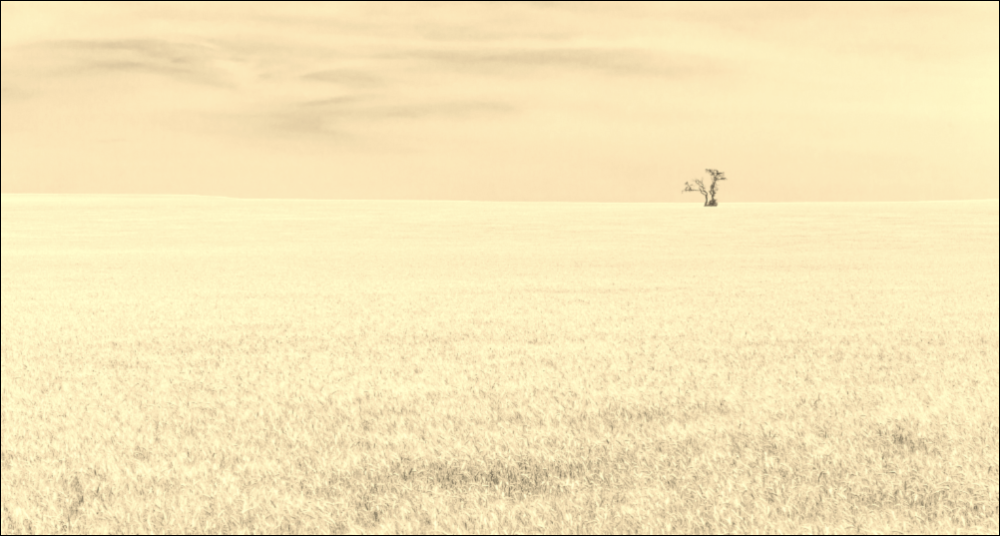 Photo of wheat fields with a sky and a single tree in the distance colored with a brown sepia tone
