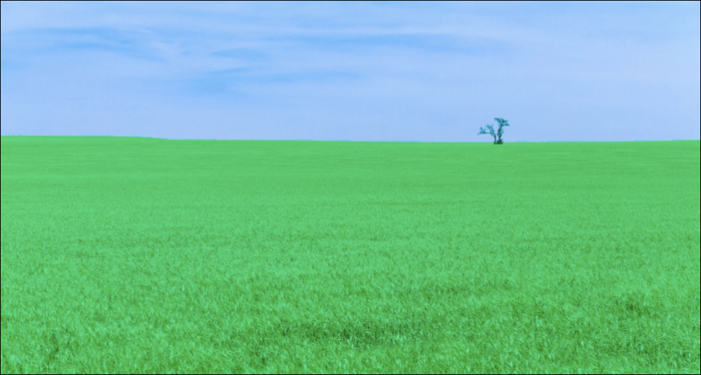 Photo of wheat fields colored green with a blue sky and a single tree in the distance