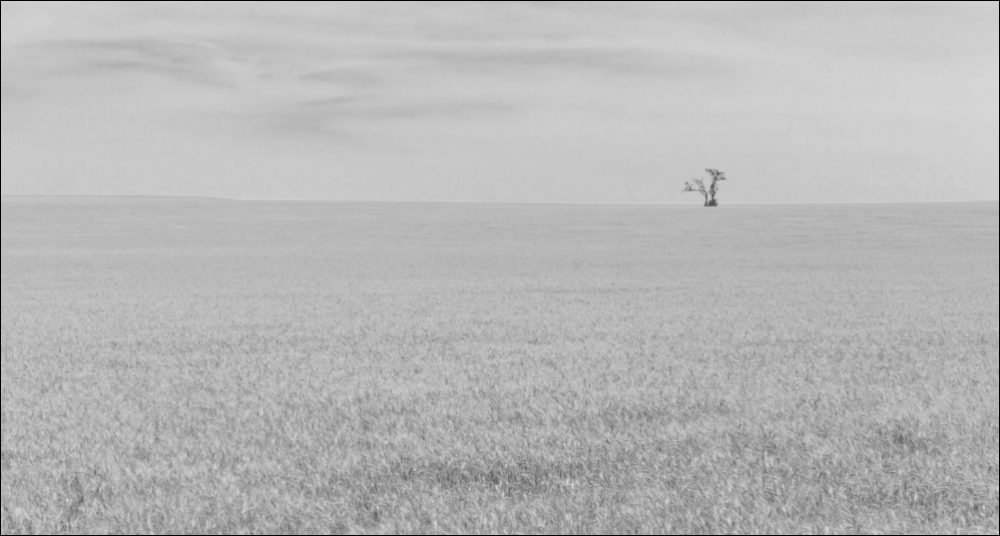 Photo of wheat fields with a blue sky and a single tree in the distance colored in black and white